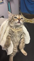 Shelter Stray Female Cat last seen Bexar County, New Braunfels, TX 78130