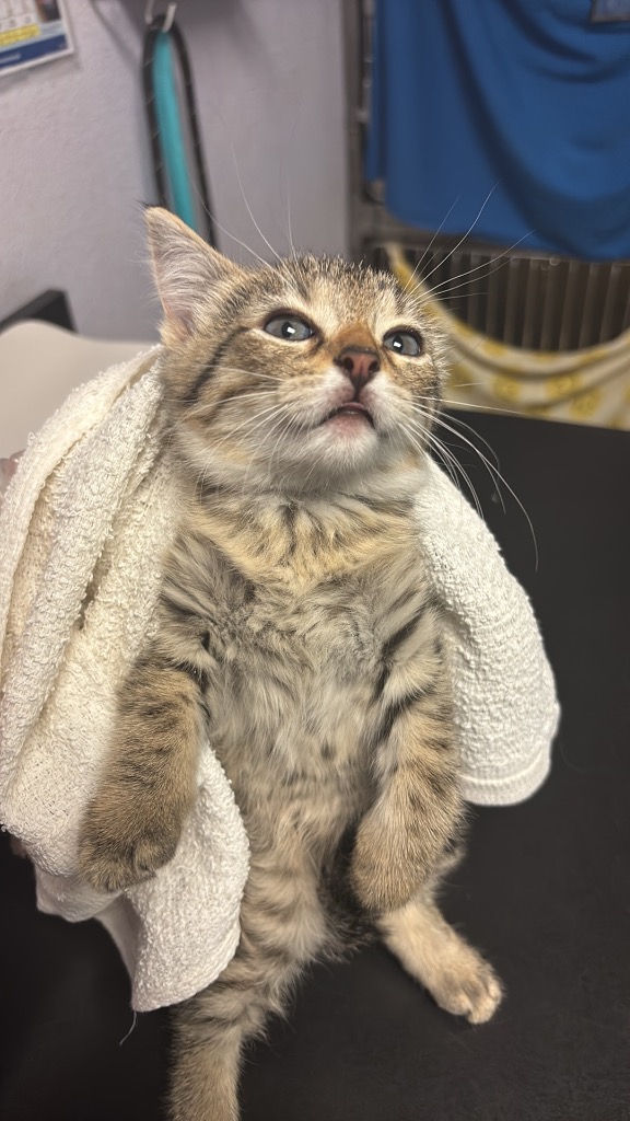 Shelter Stray Female Cat last seen Bexar County, New Braunfels, TX 78130
