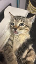 Shelter Stray Male Cat last seen Bexar County, New Braunfels, TX 78130