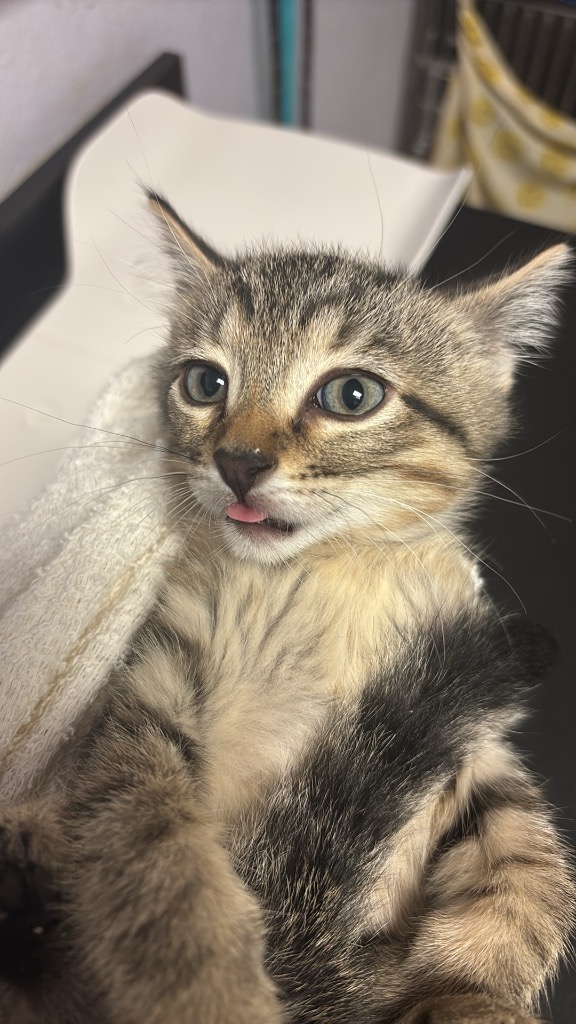 Shelter Stray Male Cat last seen Bexar County, New Braunfels, TX 78130