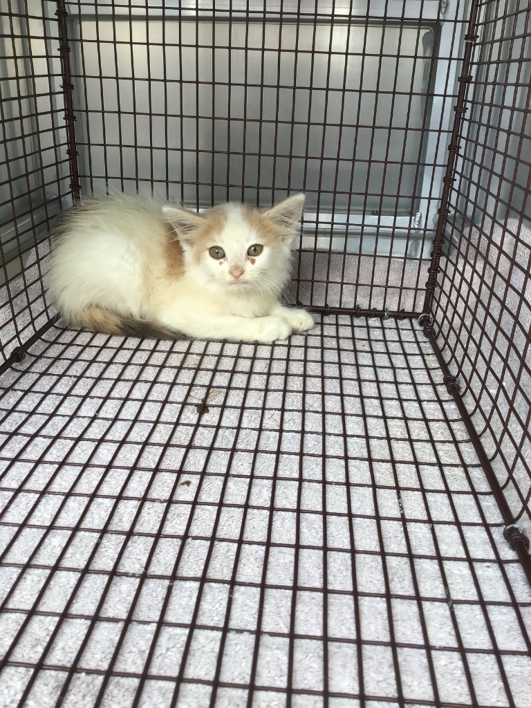 Shelter Stray Female Cat last seen Bexar County, New Braunfels, TX 78130