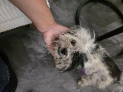Found/Stray Female Dog last seen Kay and muskrat, Adelanto, CA 92301