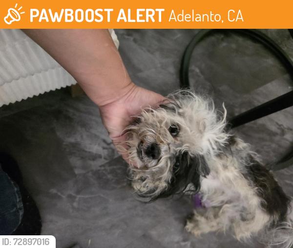 Found/Stray Female Dog last seen Kay and muskrat, Adelanto, CA 92301