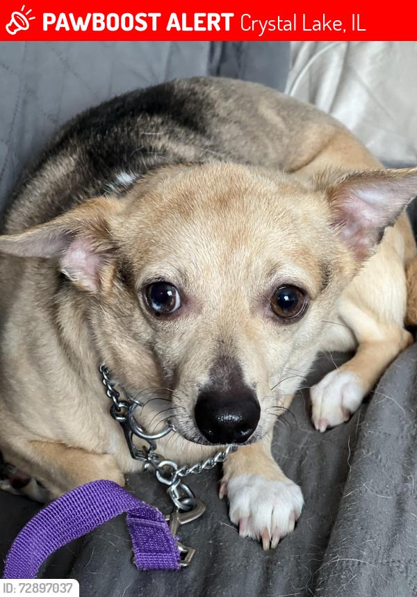 Lost Male Dog last seen Linn, Everett, Lake, Crystal Lake, IL 60014