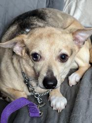 Lost Male Dog last seen Linn, Everett, Lake, Crystal Lake, IL 60014