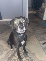 Lost Male Dog last seen California dreaming, Augusta, GA 30907