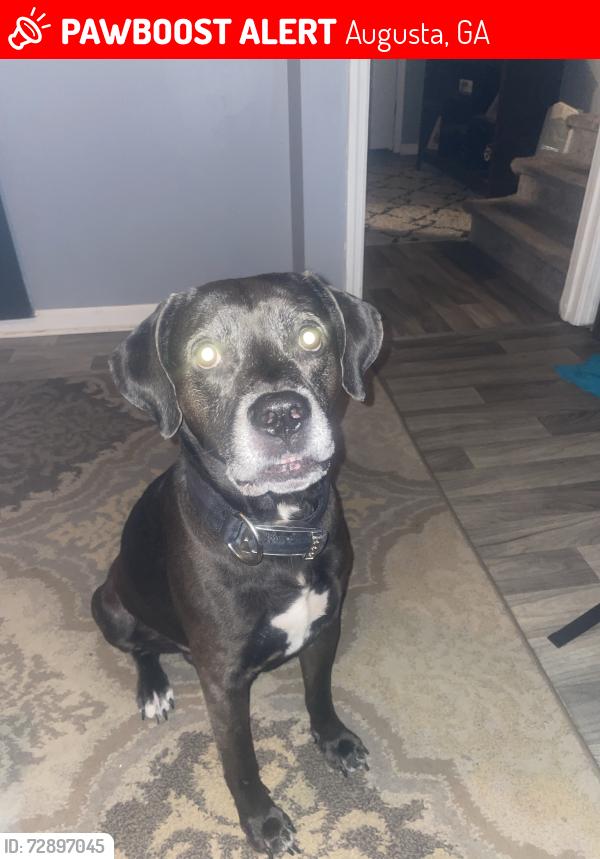 Lost Male Dog last seen California dreaming, Augusta, GA 30907