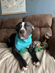 Lost Female Dog last seen Pine and Memorial. Ran into woods. , Tulsa, OK 74115