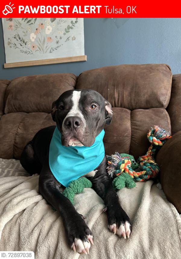 Lost Female Dog last seen Pine and Memorial. Ran into woods. , Tulsa, OK 74115