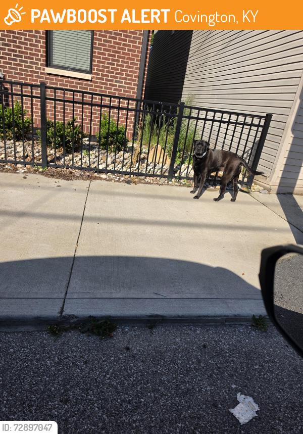 Found/Stray Unknown Dog last seen Pike and Philadelphia , Covington, KY 41011