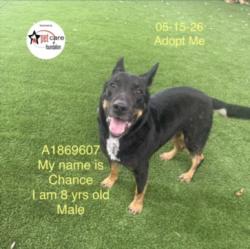 Shelter Stray Male Dog last seen , Los Angeles, CA 90047
