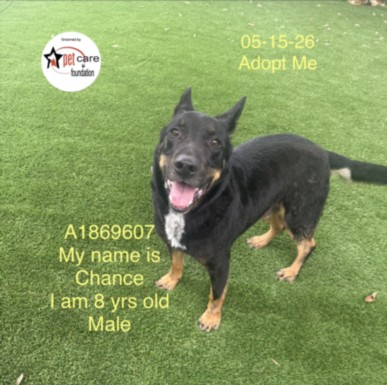 Shelter Stray Male Dog last seen , Los Angeles, CA 90047
