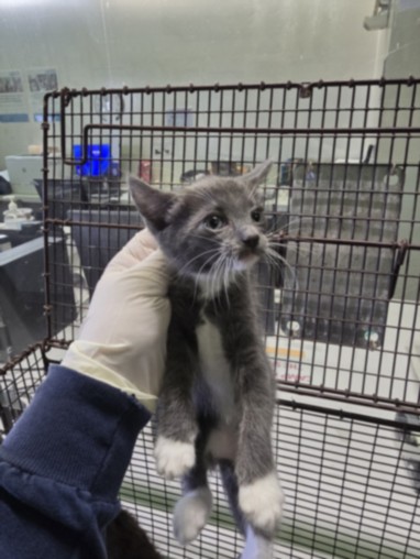 Shelter Stray Unknown Cat last seen , Los Angeles, CA 90047