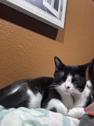Reunited Male Cat last seen Near S Danube Way, Aurora, CO 80017, USA, Aurora, CO 80017