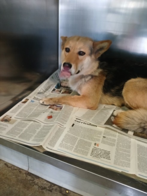 Shelter Stray Female Dog last seen , Los Angeles, CA 90047