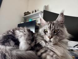 Lost Male Cat last seen Blue sky and bonds ranch rd, Fort Worth, TX 76179