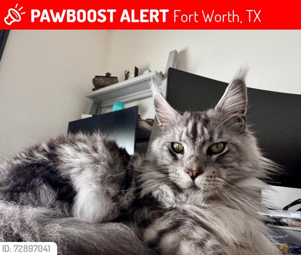 Lost Male Cat last seen Blue sky and bonds ranch rd, Fort Worth, TX 76179