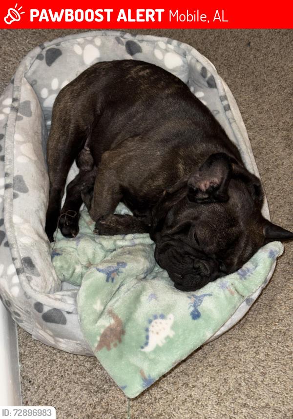 Lost Male Dog last seen The crossings at Pinebrook on azalea rd, Mobile, AL 36609