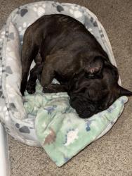 Lost Male Dog last seen The crossings at Pinebrook on azalea rd, Mobile, AL 36609