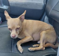 Reunited Male Dog last seen Roseville Rd Light Rail Station, Sacramento, CA 95838
