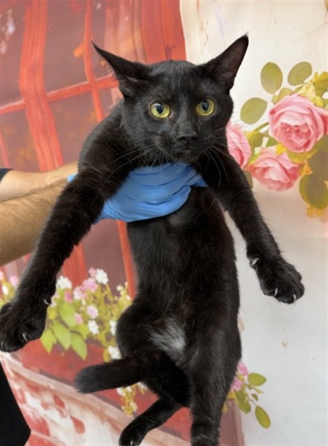Shelter Stray Female Cat last seen Near BLOCK N LA CADENA DR, San Bernardino, CA 92401