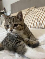 Lost Male Cat last seen Firthpark road/ page hall , South Yorkshire, England S5 6WW