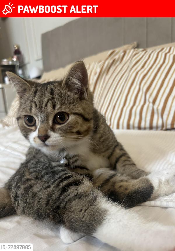 Lost Male Cat last seen Firthpark road/ page hall, South Yorkshire, England S5 6WW
