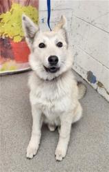 Shelter Stray Female Dog last seen Near BLOCK W VALLEY BLVD, San Bernardino, CA 92401