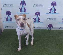 Shelter Stray Female Dog last seen , Orlando, FL 32839