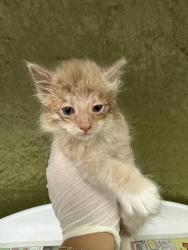 Shelter Stray Female Cat last seen Near BLOCK HARLOW AVE, RIVERSIDE CA 92503, Jurupa Valley, CA 92509