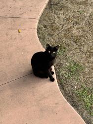 Found/Stray Unknown Cat last seen Painter Ave and Beverly Blvd near Hoover Elementary School, Whittier, CA 90601