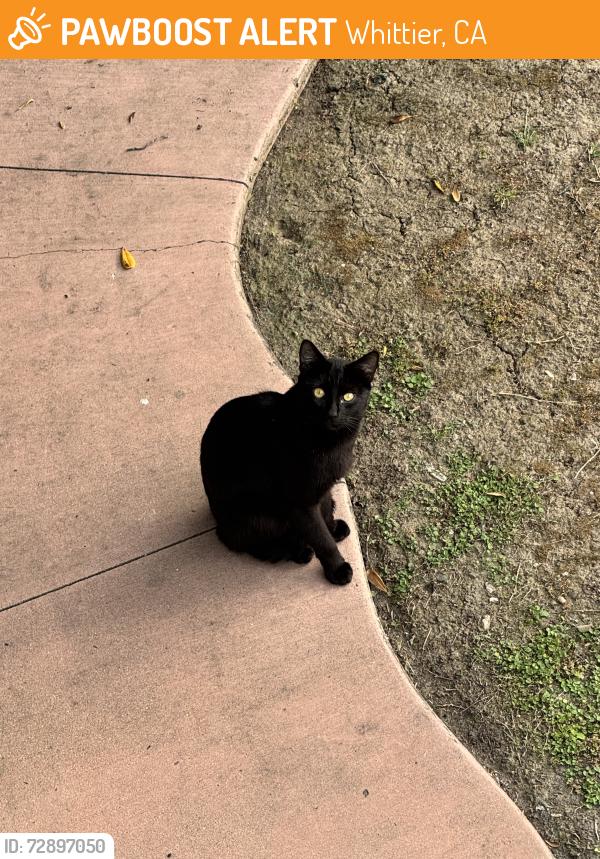 Found/Stray Unknown Cat last seen Painter Ave and Beverly Blvd near Hoover Elementary School, Whittier, CA 90601
