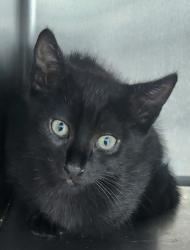 Shelter Stray Male Cat last seen , Los Angeles, CA 90025