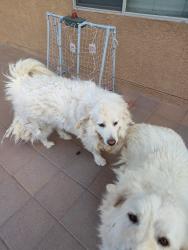 Reunited Male Dog last seen Timberline and Guinevere, Rio Rancho, NM 87144