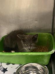 Shelter Stray Female Cat last seen Near BLOCK S CELEBRATION DR, Salt Lake City, UT 84120