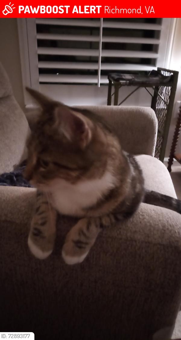 Lost Female Cat last seen Church Hill 27th Street, Richmond, VA 23223