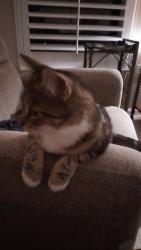 Lost Female Cat last seen Church Hill 27th Street , Richmond, VA 23223