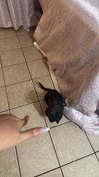Found/Stray Male Dog last seen 35th ave and Osborn by the circle k , Phoenix, AZ 85017