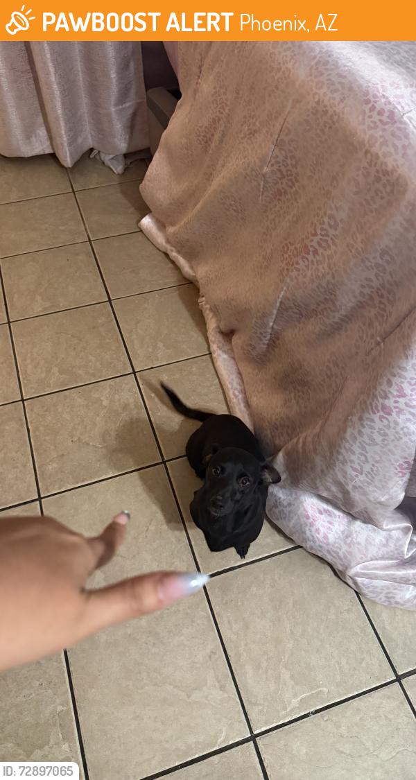Found/Stray Male Dog last seen 35th ave and Osborn by the circle k , Phoenix, AZ 85017
