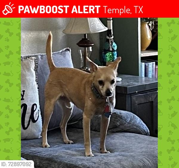 Lost Male Dog last seen 5th street and Water's Dairy, Temple, TX 76502