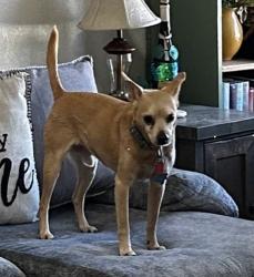 Lost Male Dog last seen 5th street and Water's Dairy, Temple, TX 76502