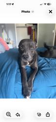 Lost Male Dog last seen Rowe, Pflugerville, TX 78660