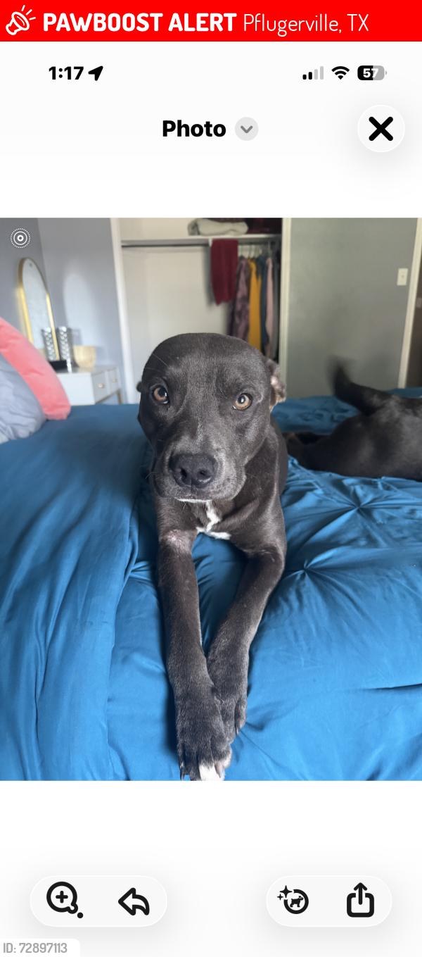 Lost Male Dog last seen Rowe, Pflugerville, TX 78660