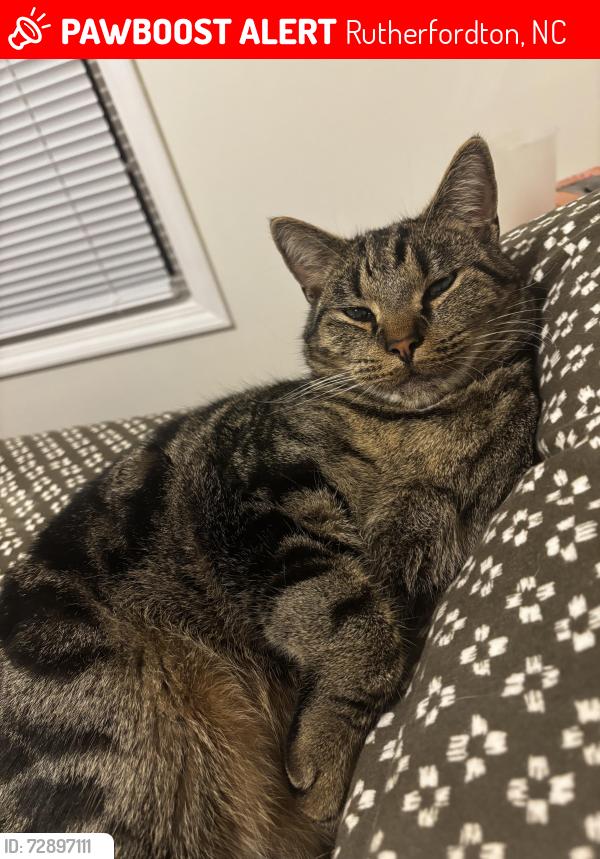 Lost Female Cat last seen Near Paws Kindgdom, Rutherfordton, NC 28139
