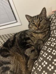 Lost Female Cat last seen Near Paws Kindgdom, Rutherfordton, NC 28139