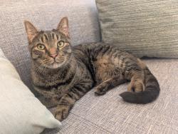 Reunited Male Cat last seen Quebec & Colorado , Denver, CO 80231