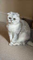 Lost Female Cat last seen Nevern Garden, Greater London, England SW5 9PF
