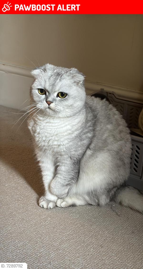Lost Female Cat last seen Nevern Garden, Greater London, England SW5 9PF