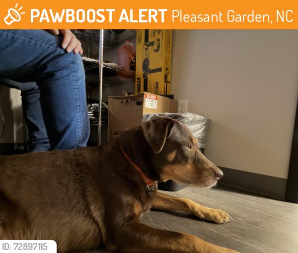 Found/Stray Female Dog last seen Near hunt rd, Pleasant Garden, NC 27313