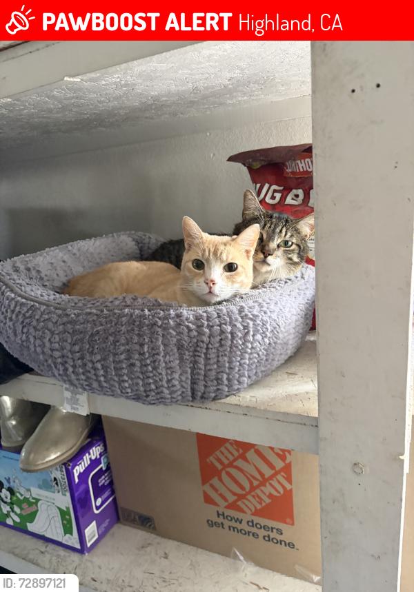 Lost Male Cat last seen Regal oaks road, Highland, CA 92346